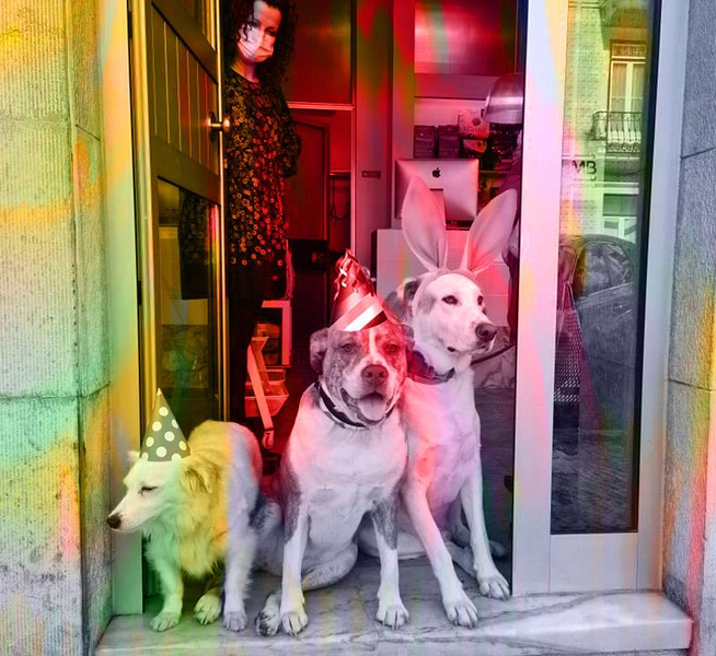 Foto da capa de Patudaria Pet Shop